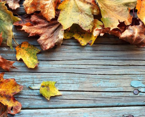 How to Prevent Mold in Autumn