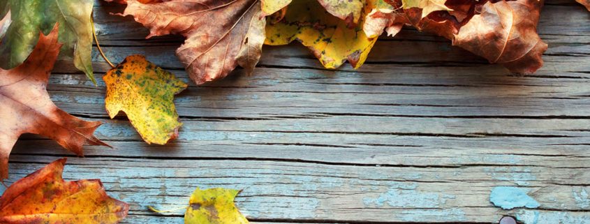 How to Prevent Mold in Autumn